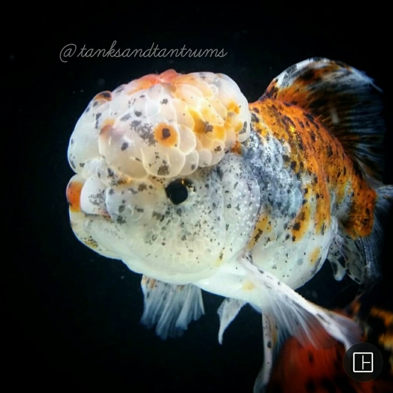 Sex Of A Goldfish